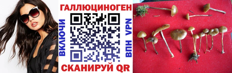 блэк спрут рабочий сайт Иннополис Псилоцибиновые грибы Psilocybe